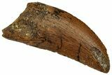 Serrated Raptor Tooth - Real Dinosaur Tooth #332283-1